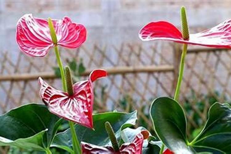 复合肥可以做花肥吗