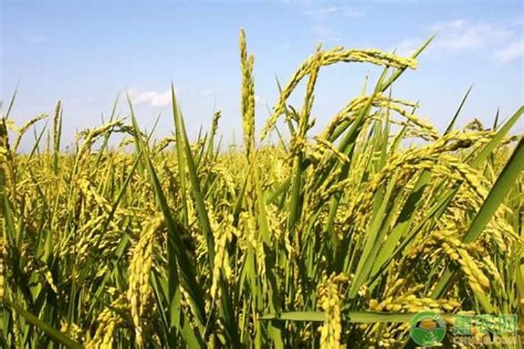 直播稻一亩播几斤稻种 一般分几次施肥