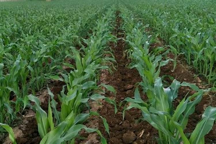 玉米大喇叭最佳肥料