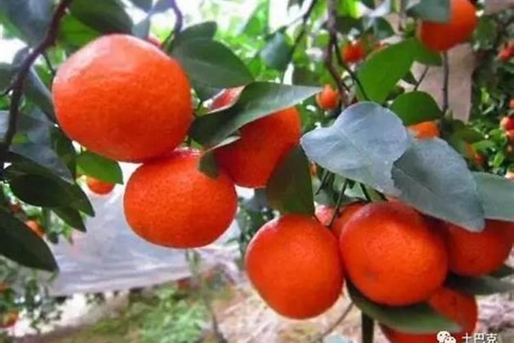 柑橘秋施什么肥料好