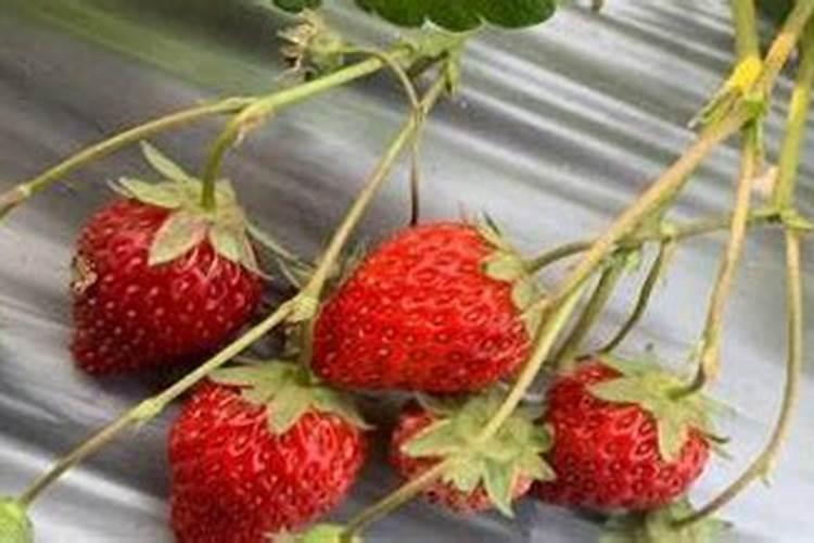 生命素一号的作用与功效 生命素一号的三大作用