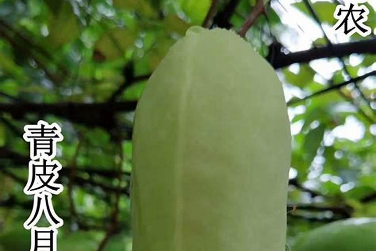 八月炸种子怎么种植,什么时候种植？