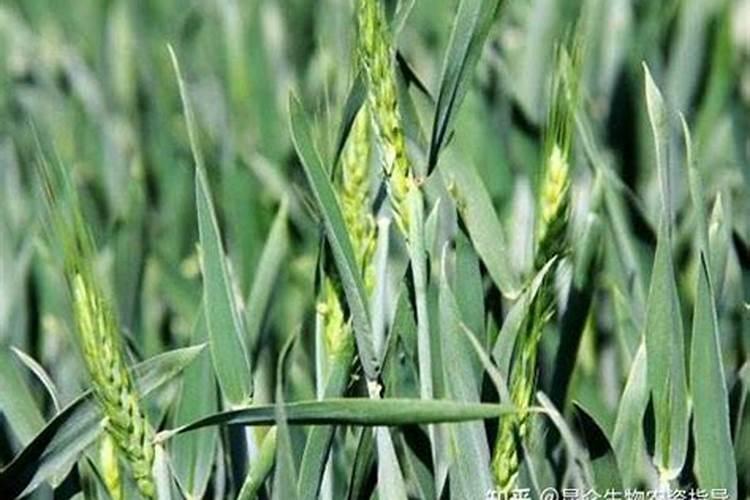 春季园林绿化施肥用什么肥料合适