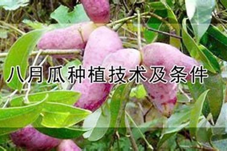 八月瓜种植前景如何