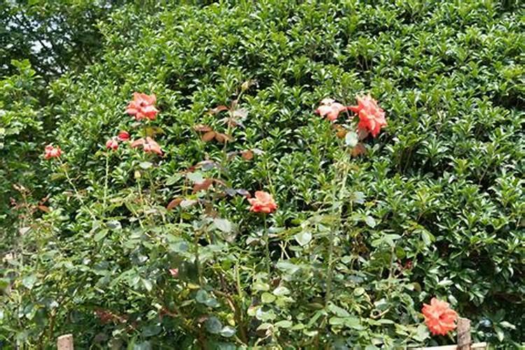 月季浇了硫酸亚铁怎么办