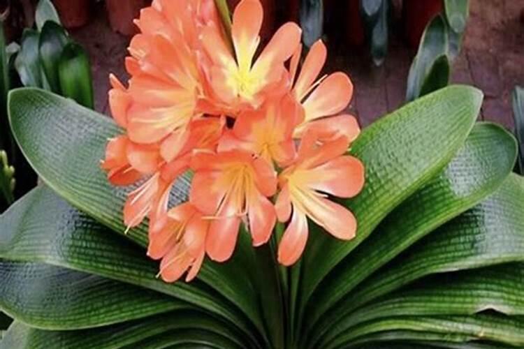 君子兰施肥方法,施什么肥能开花