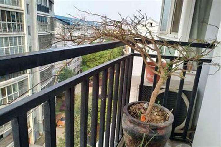 碗莲的营养液什么时候放？从绿色变成蓝色还能用吗？