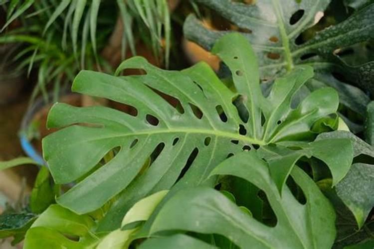 真菌菌肥有哪些