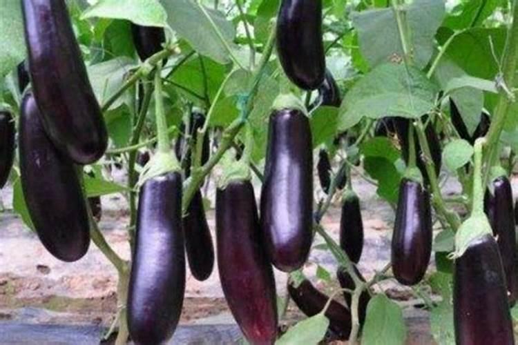 茄子什么时候追肥合适,高产追肥方法