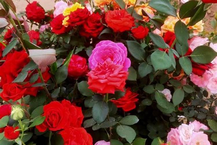 黄色系月季必备:蜜桃雪山,温婉高贵,耐寒耐热,好养易活!