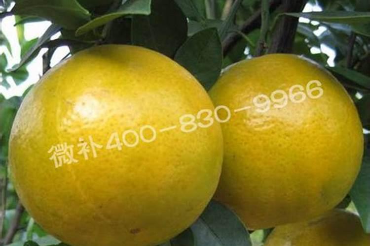 西瓜缓苗期可以喷施叶面肥吗？