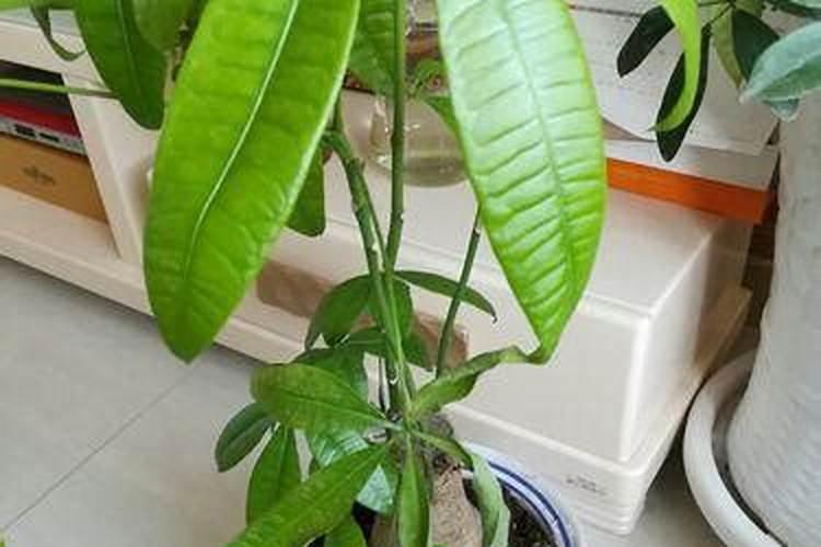 小氮肥造气制贫气怎么制