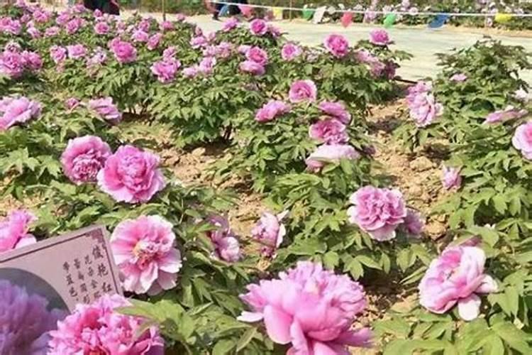 牡丹用什么肥料