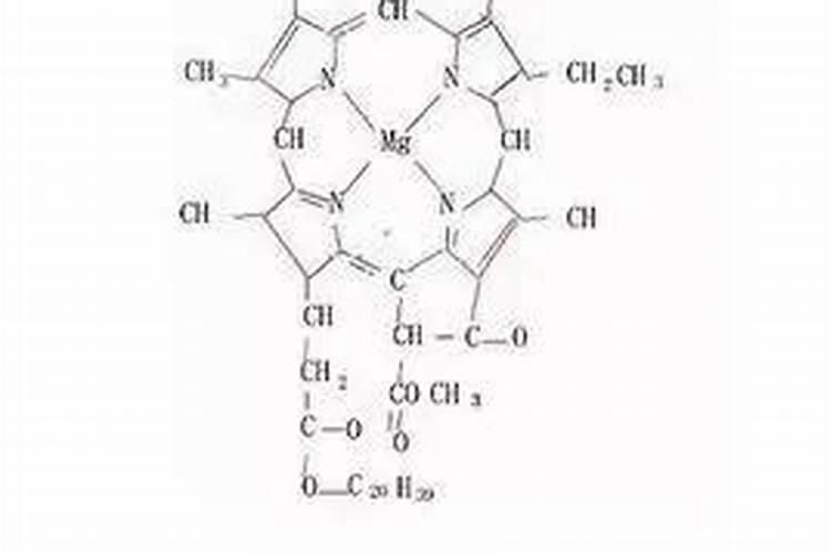 6月份适合栽种什么花