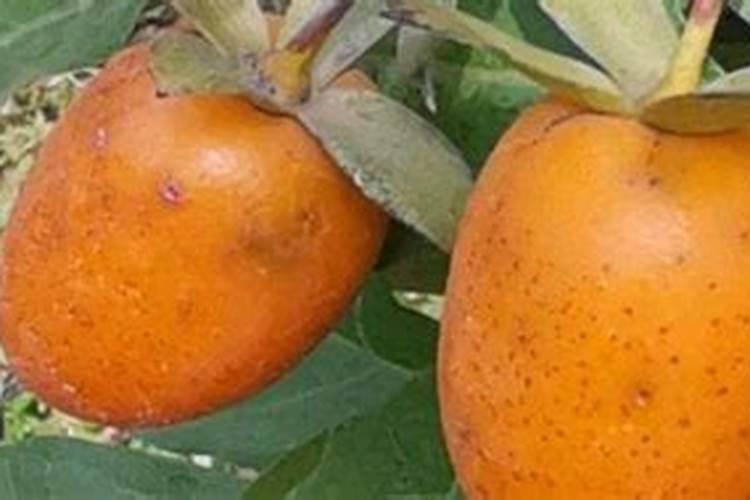 玉米叶面喷施打磷酸二氢钾过量会是啥症状？