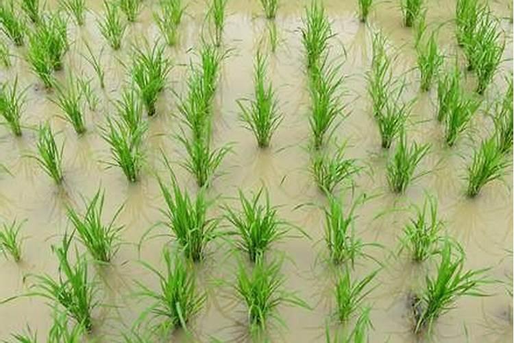 解爪兰花怎么养开花