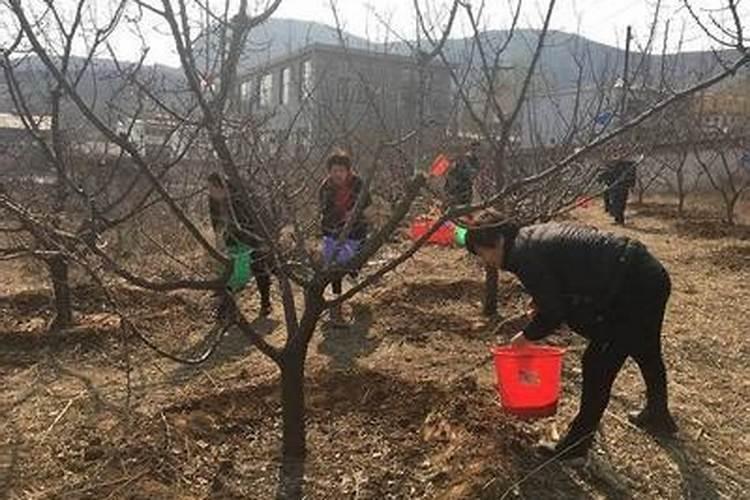 枣树什么时候施肥最好 枣树的施肥时间