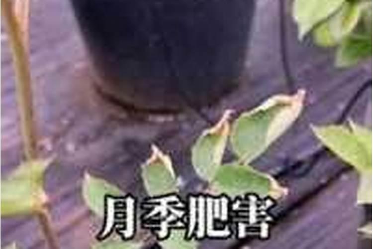 月季肥害后多久可以恢复