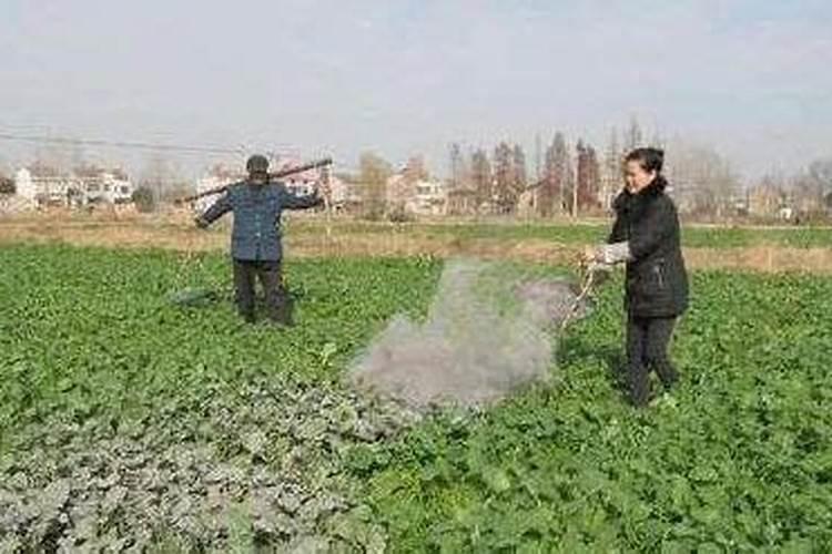 氨基酸水溶肥浇豆角怎么样