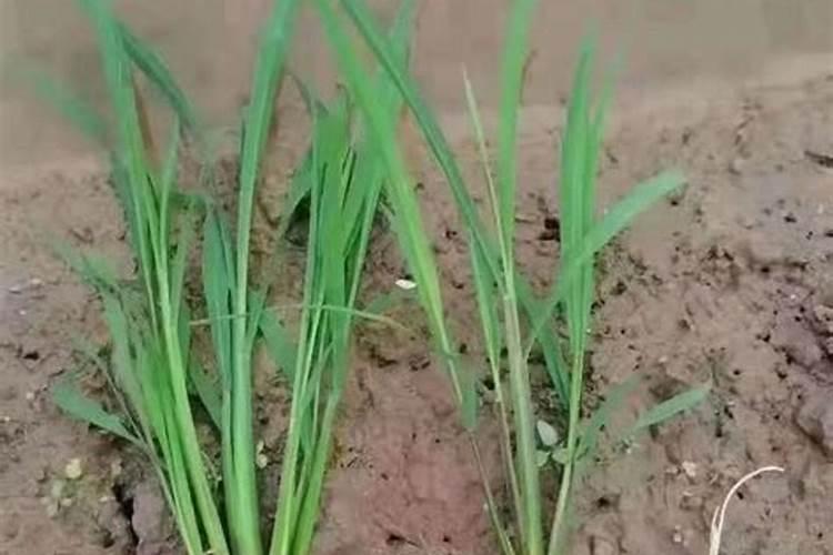 南天竹可以扦插吗