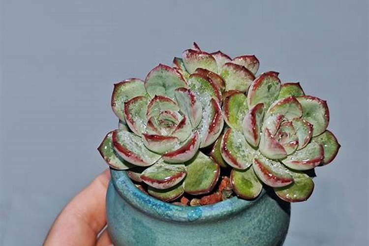 多肉什么季节施肥最好