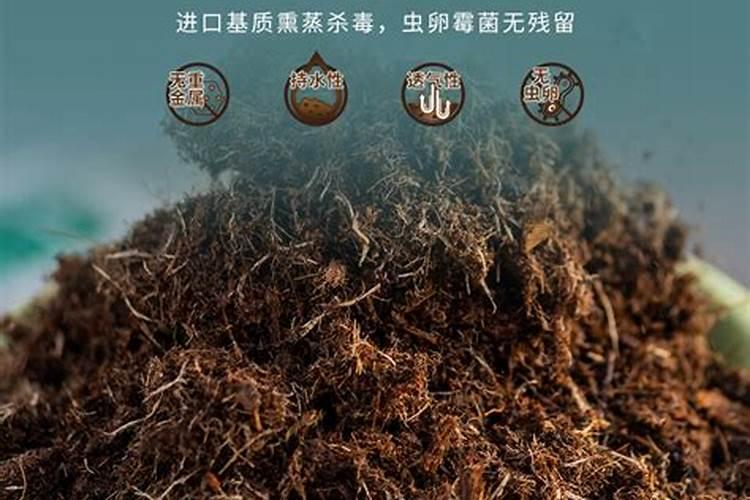 天狼月季适合两广过冬小知识