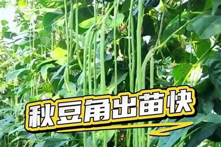 玉竹紫轮病害
