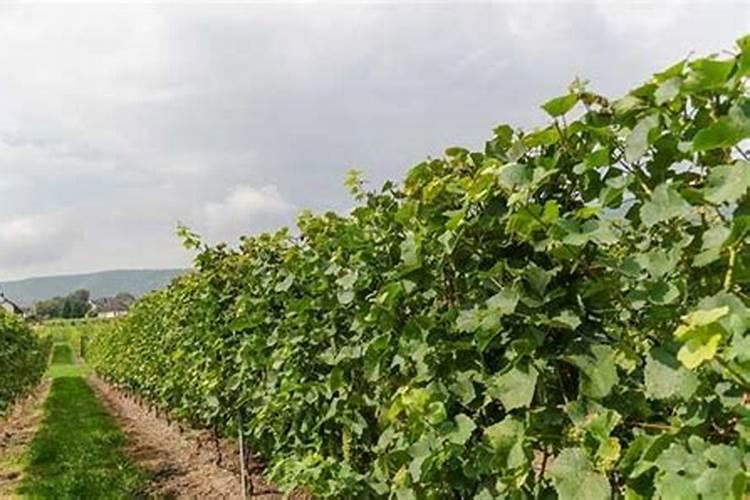 苔藓可以种多肉吗