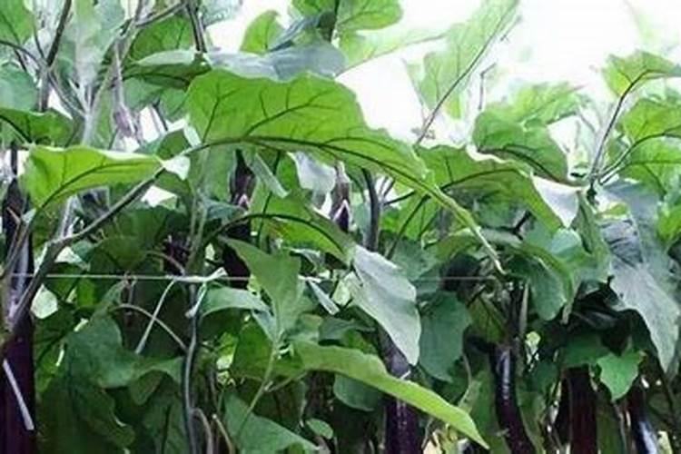 茄子最忌什么肥料 施肥注意事项有哪些