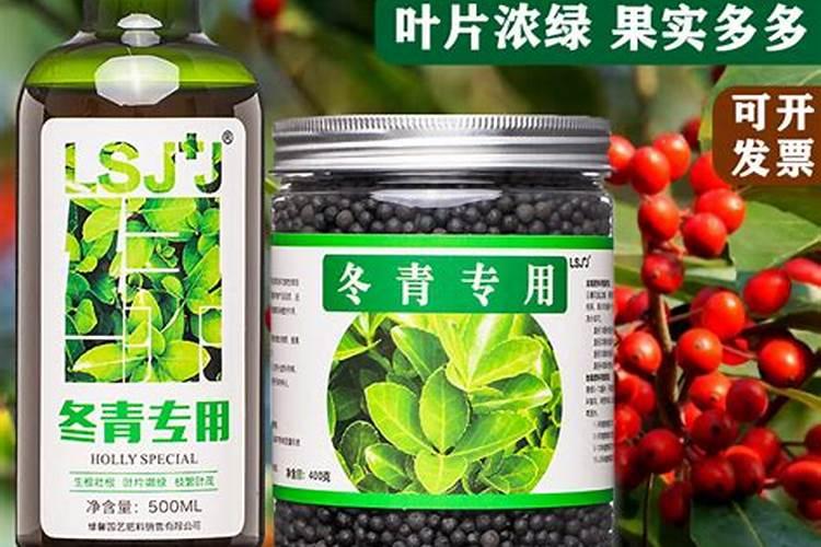 冬青树的叶子泛黄,还有的枯萎了是什么原因？