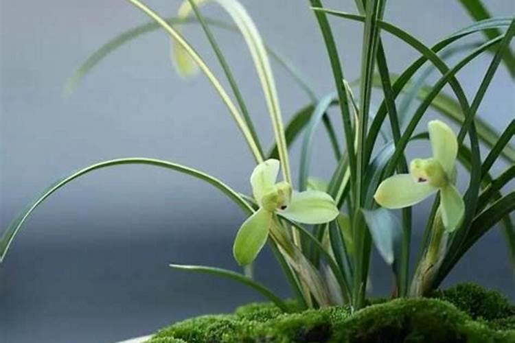 黄瓜早衰的原因,黄瓜早衰症怎么治疗