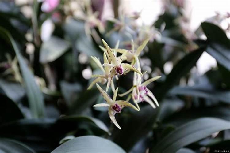 你知道怎么正确的给石斛兰施肥,才能让花开得更艳丽吗？