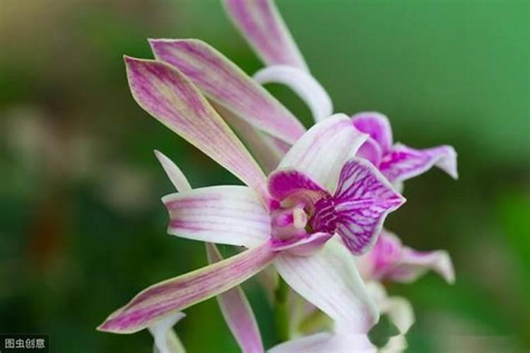 如何给石斛兰施肥与浇水？