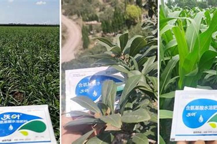 在葡萄上最少要隔几天使用第二次？