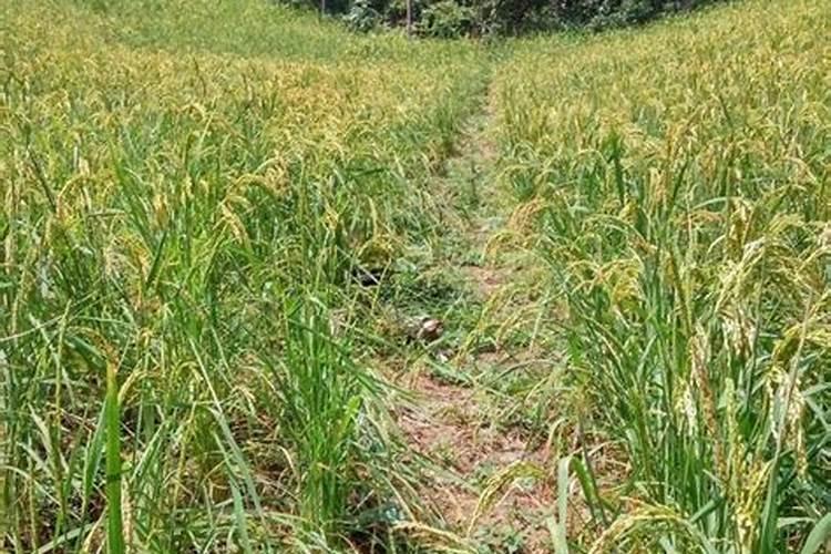 旱稻施肥的正确方法 旱稻施肥的正确方法介绍