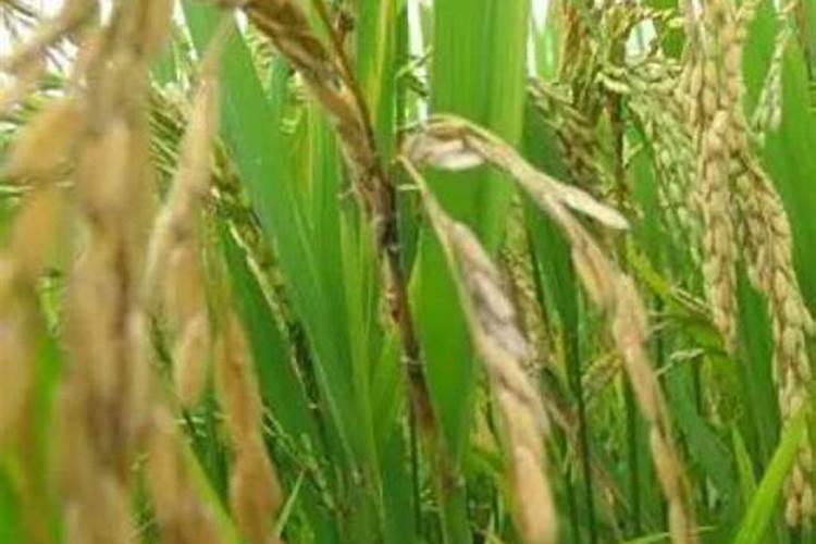 大棚蔬菜能用骨粉高钙肥吗
