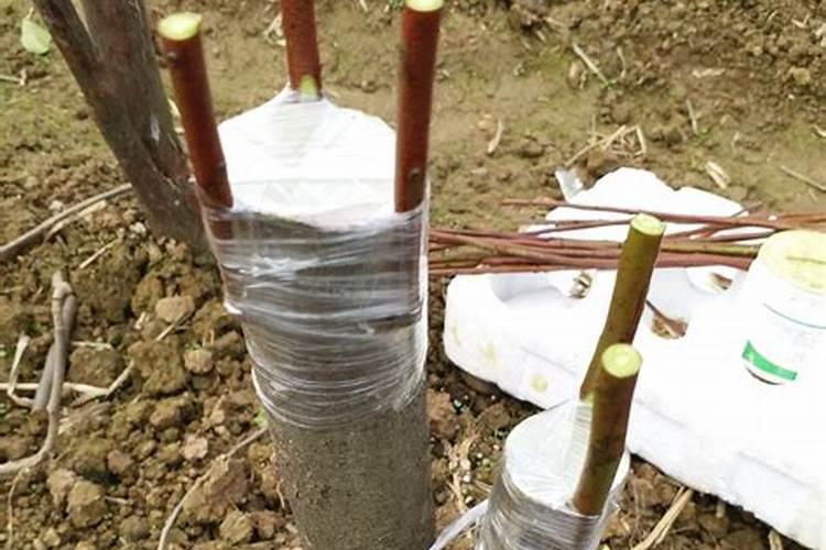 果树嫁接具体方法