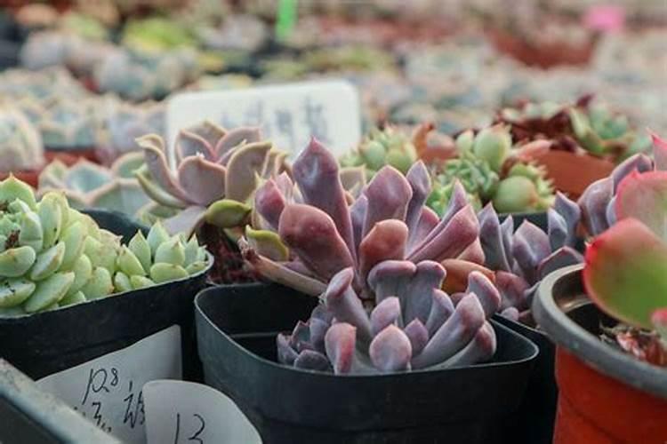 多肉施肥过多的症状