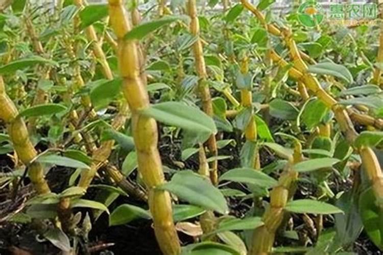 水溶肥料能委托生产吗