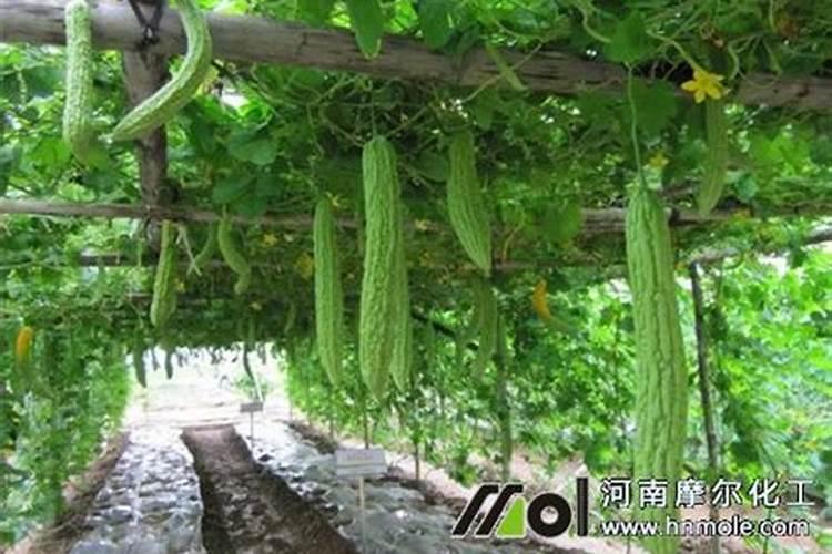 苦瓜需肥特点有哪些？