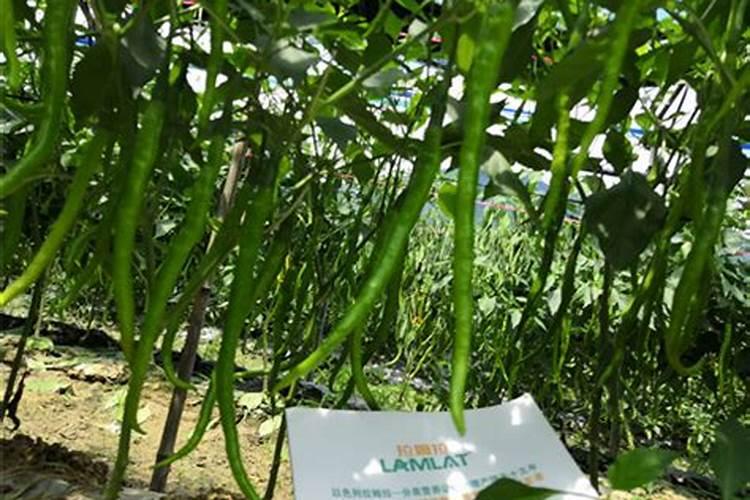 适宜无核化栽培的品种有哪些