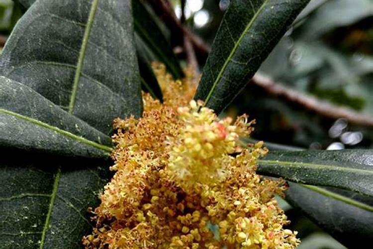 杨梅树施什么肥