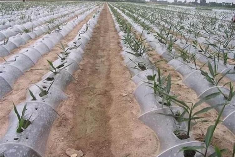 1一2年柑橘树用什么肥料？