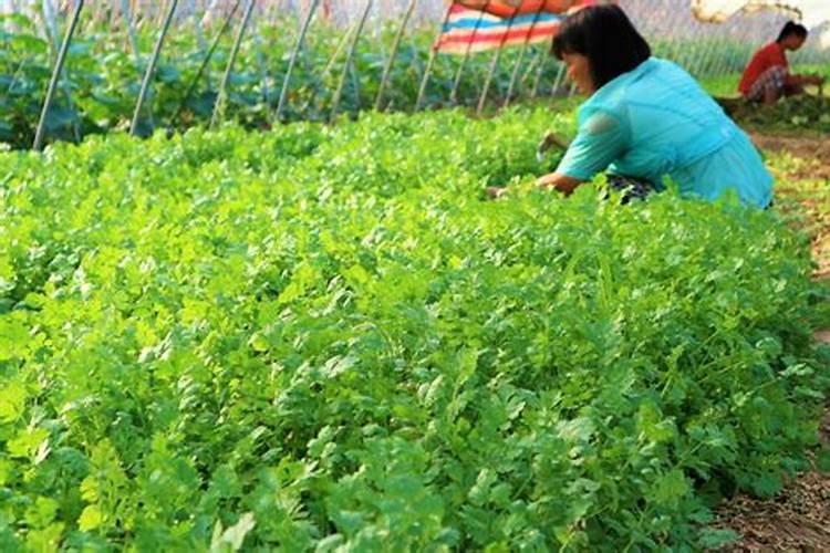 要怎么才能种好香菜？