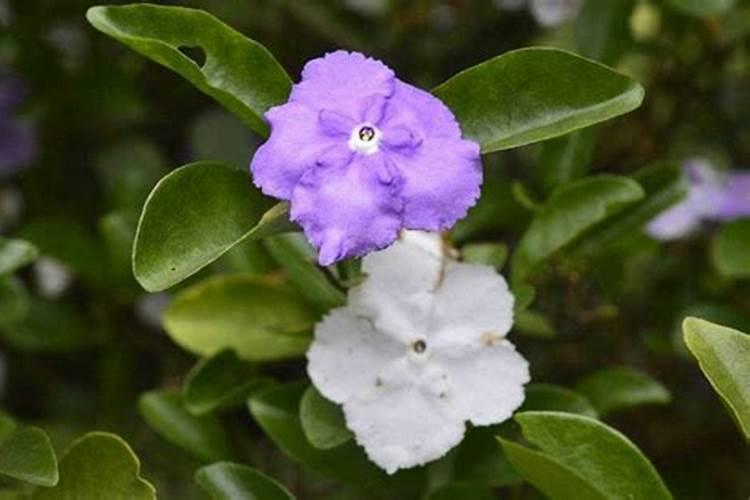 双色茉莉施什么肥好