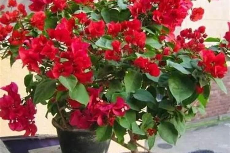 三角梅施肥方法和时间