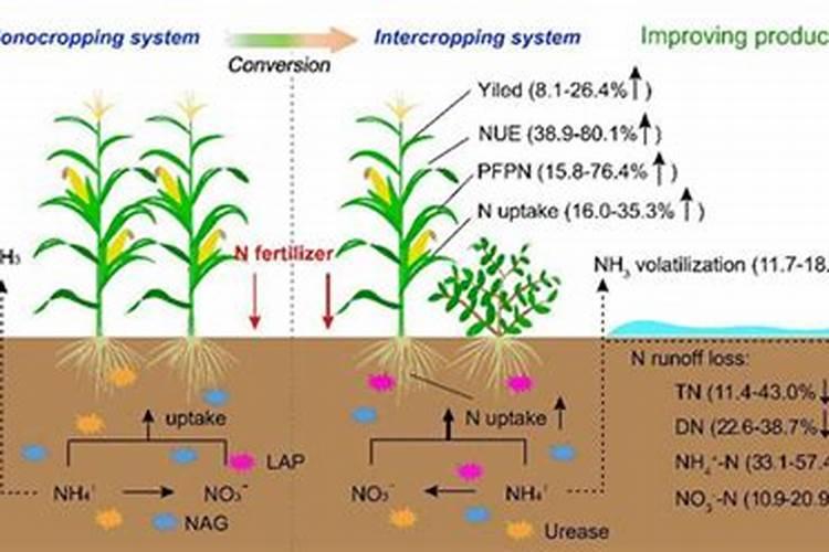 氮肥是什么东西？