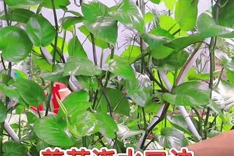 雨水对花是否有好处