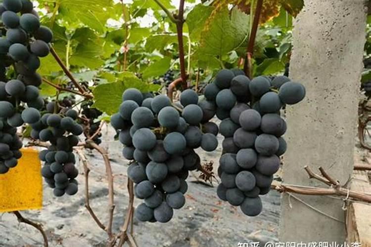 西红柿叶片向下卷什么原因