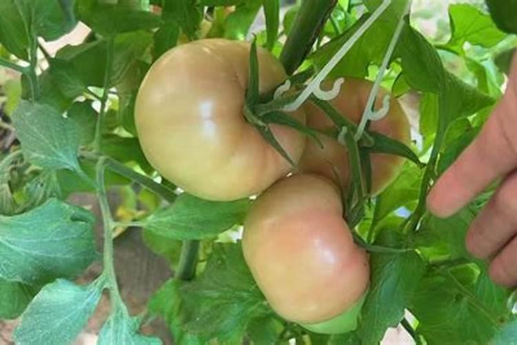 西红柿膨果用哪种叶面肥？需注意什么